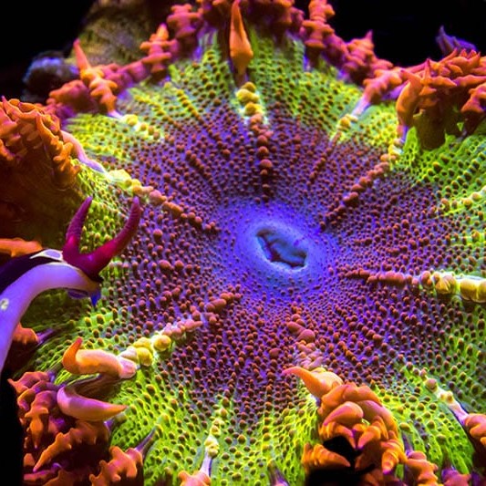 Invertebrates – Aquarium Show
