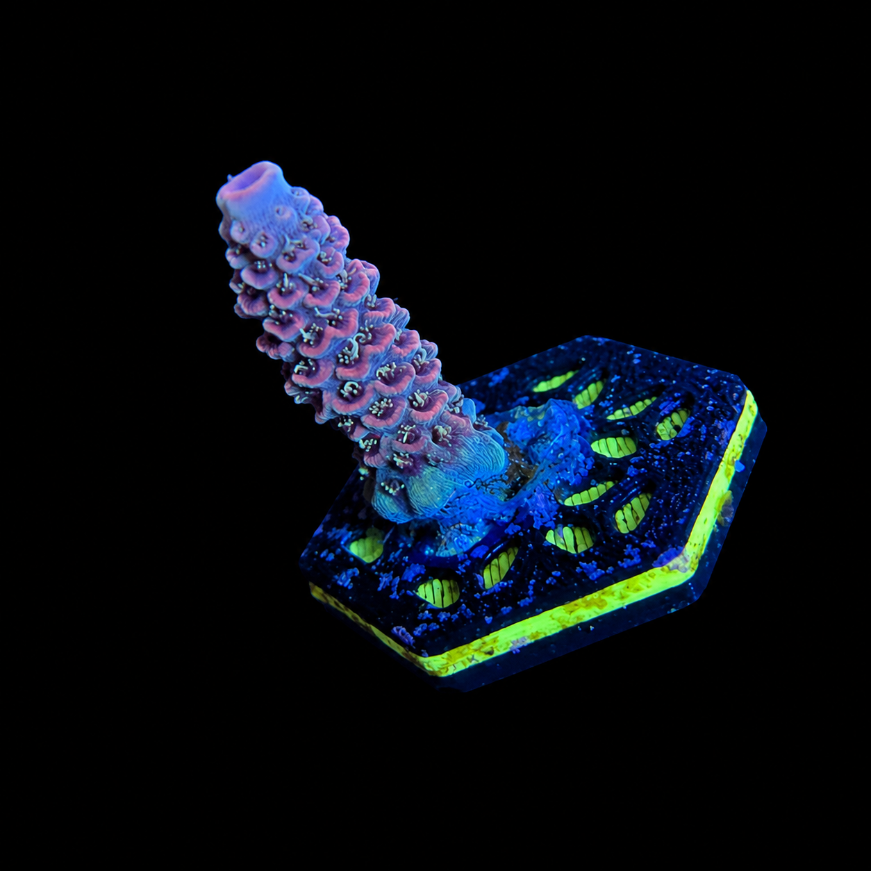 WYSIWYG ASD Rainbow Milli Coral Frag