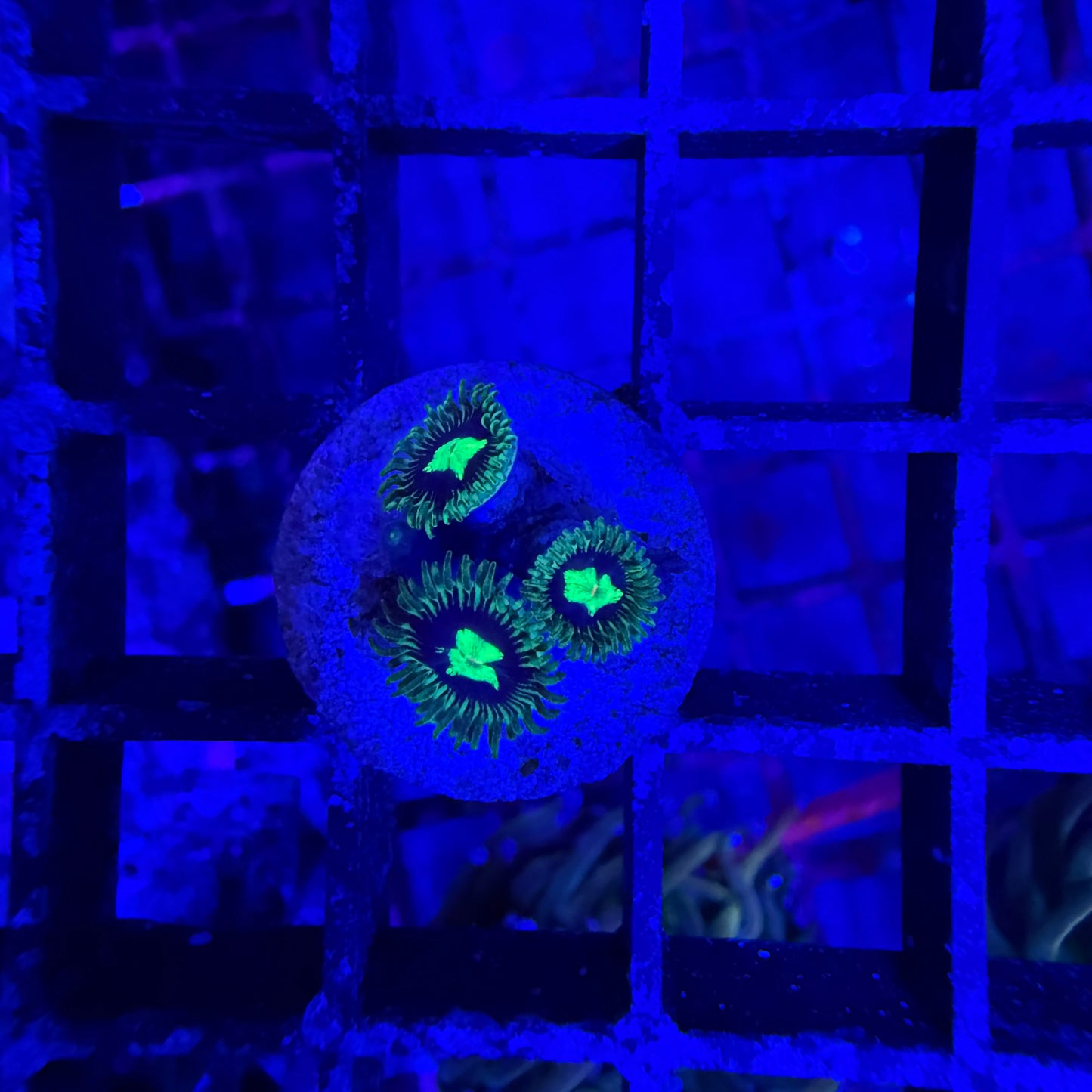 WYSIWYG AS TMNT Zoas