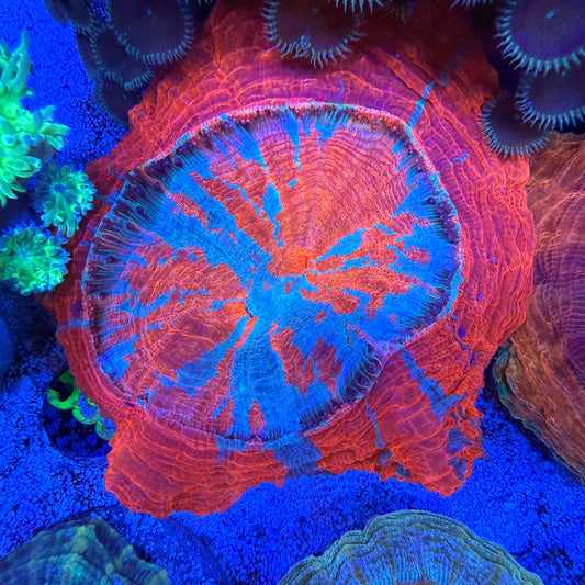 WYSIWYG Acanthophyllia