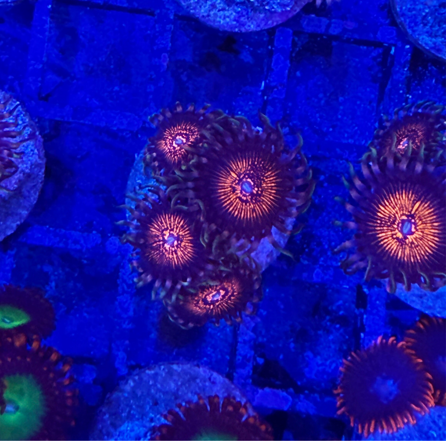 Stranger Things Zoanthids