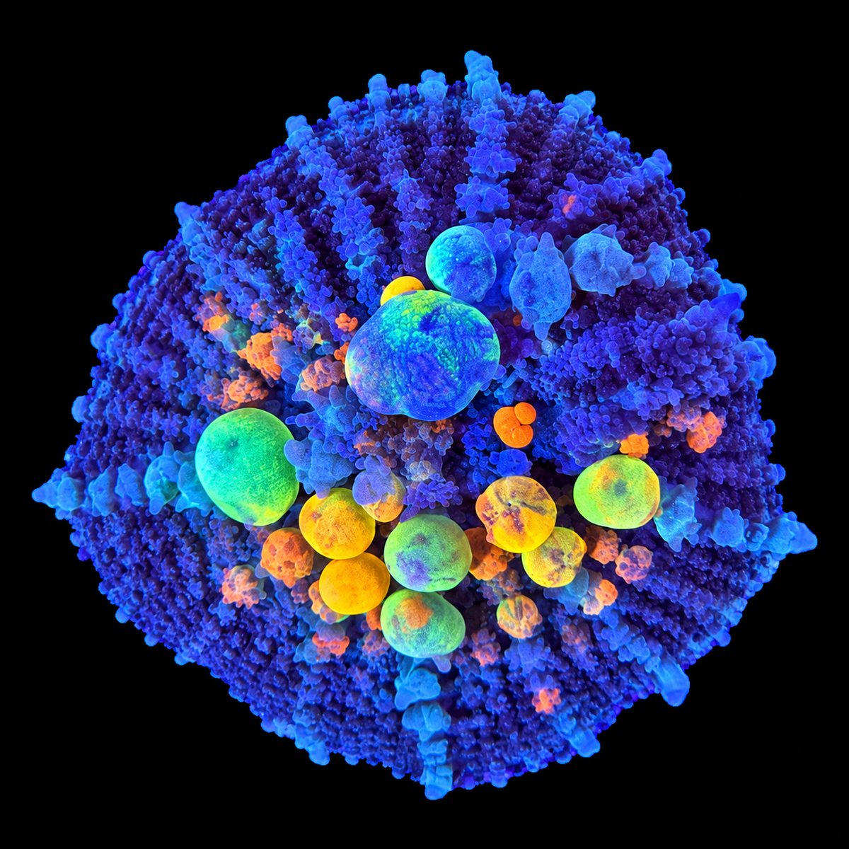 WYSIWYG OG Bounce Mushroom Coral