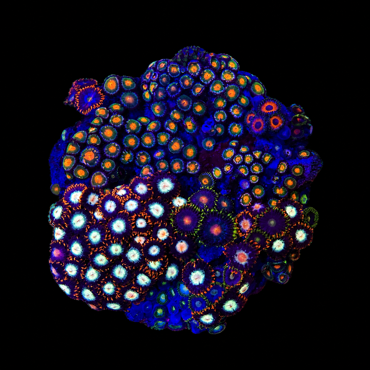WYSIWYG Zoanthid Coral Garden