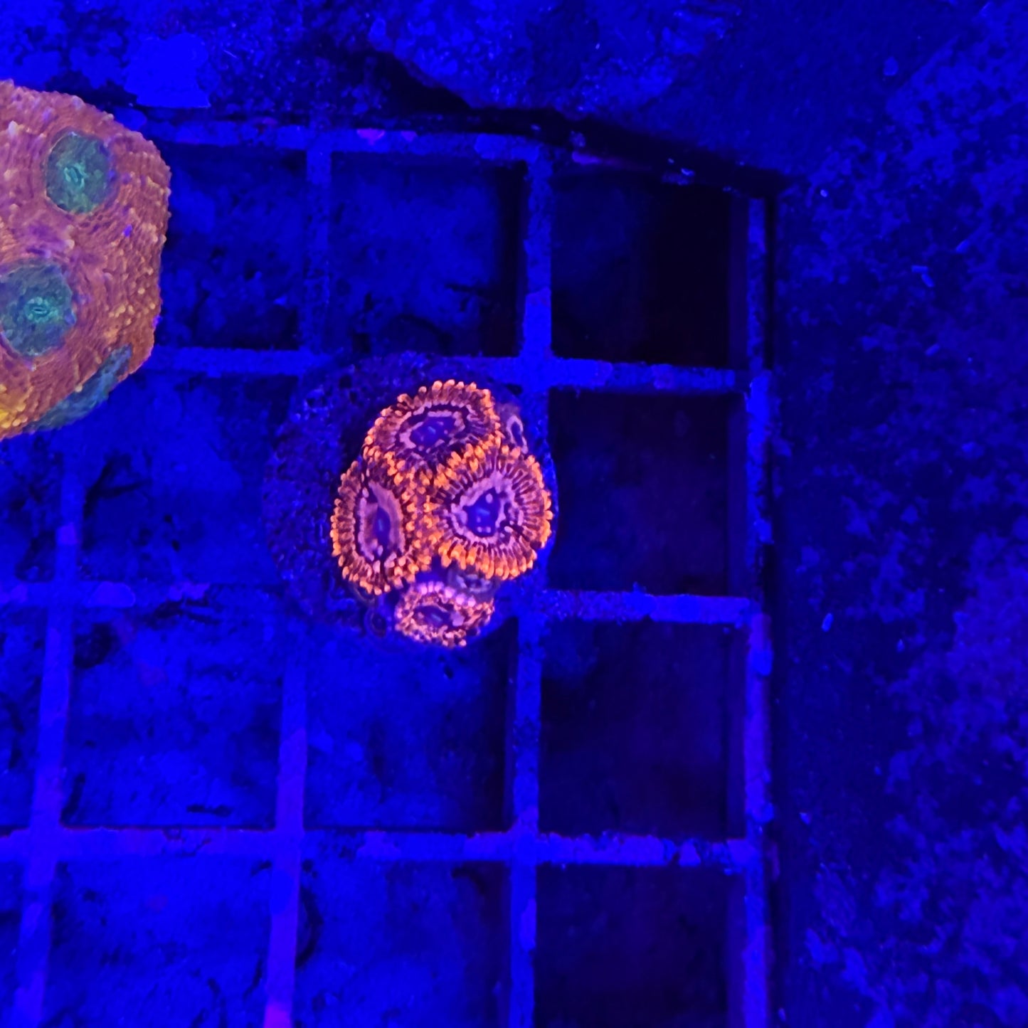 WYSIWYG Utter Chaos Zoa Coral
