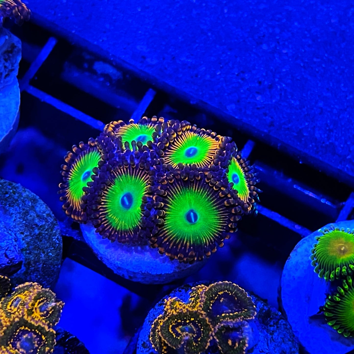 CB Bowzer Zoanthidsze