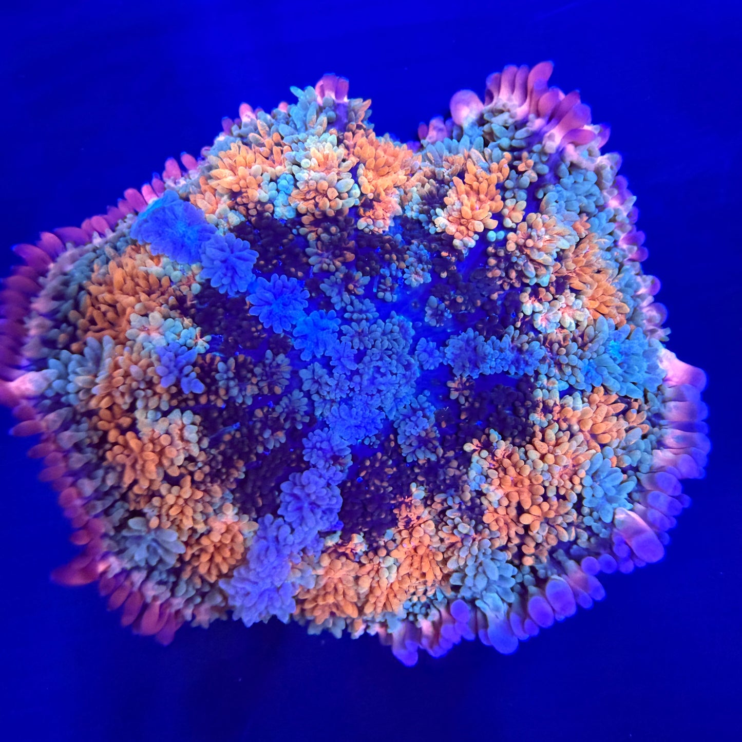 WYSIWYG Ultra Tie Dye Mushroom Coral