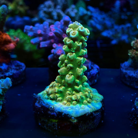 WYSIWYG AS Rainbow Envy Acro