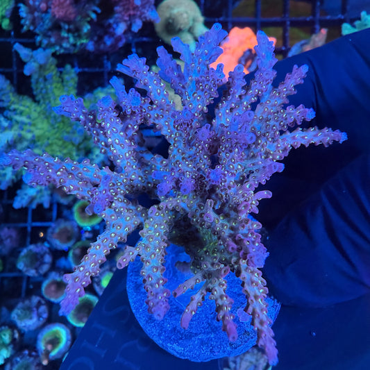 WYSIWYG Golden Locs Acro Colony