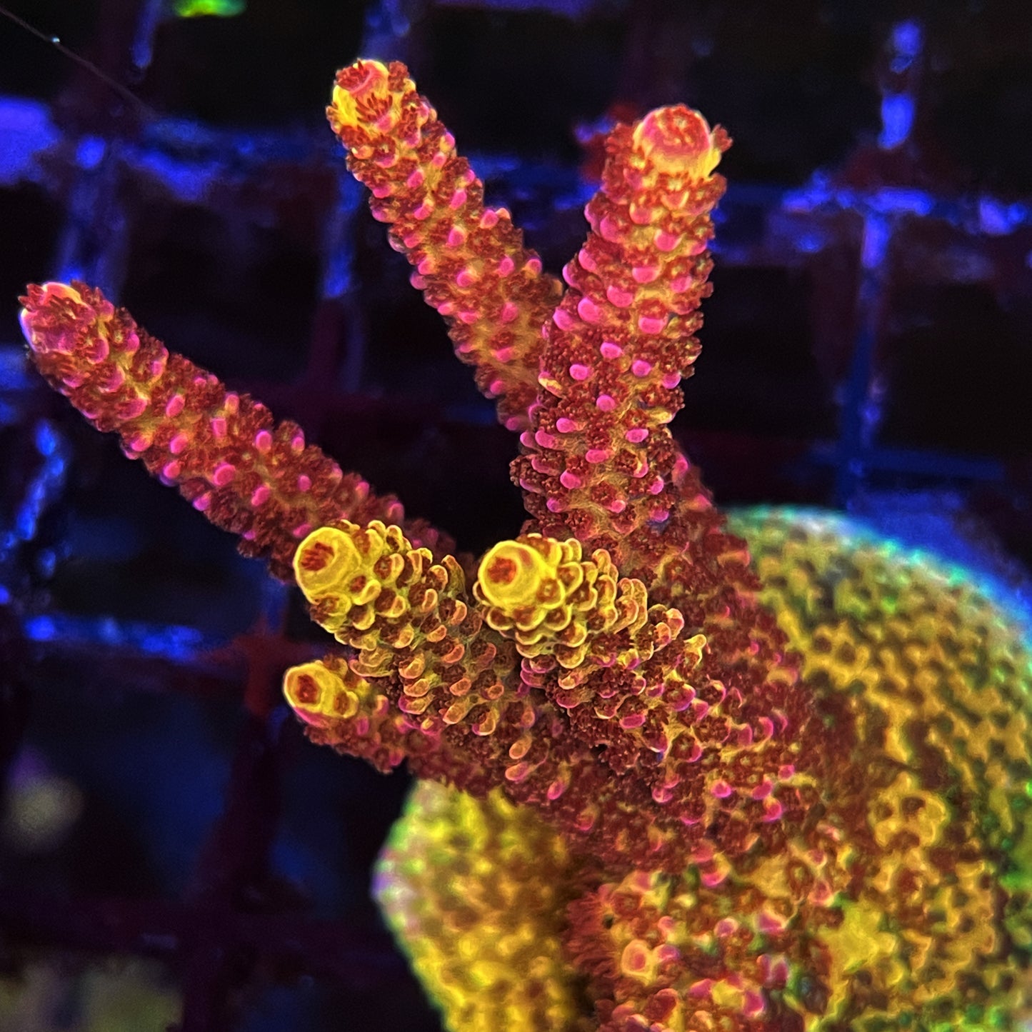 PC Rainbow Acropora