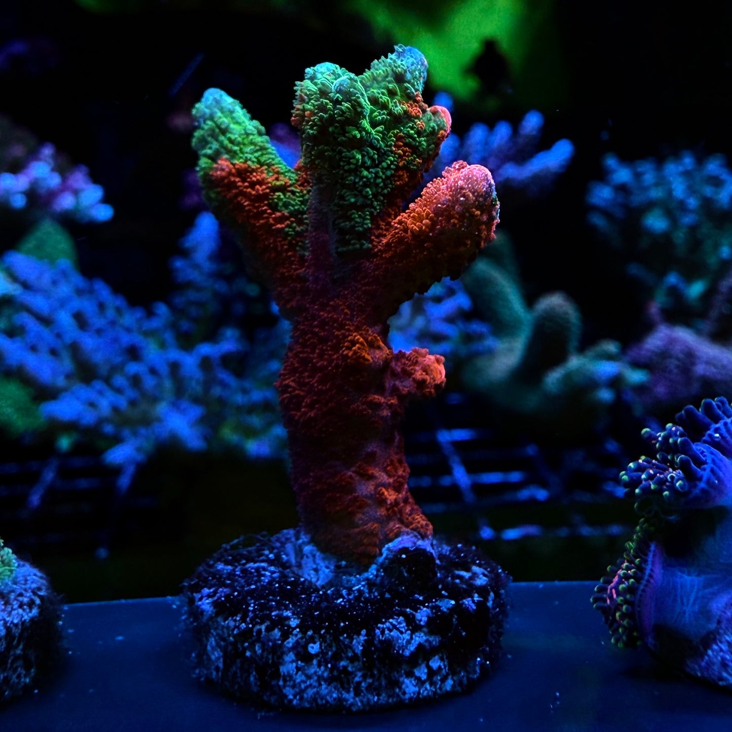 WYSIWYG WWC Contraband Grafted Digi