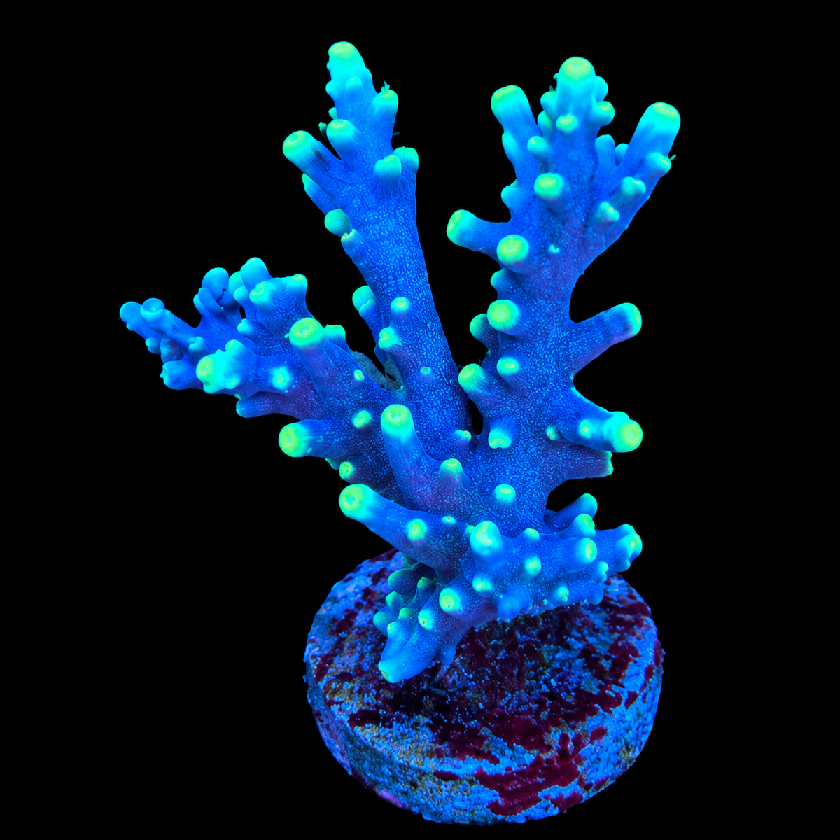 WYSIWYG TSA Grape Ape Acropora