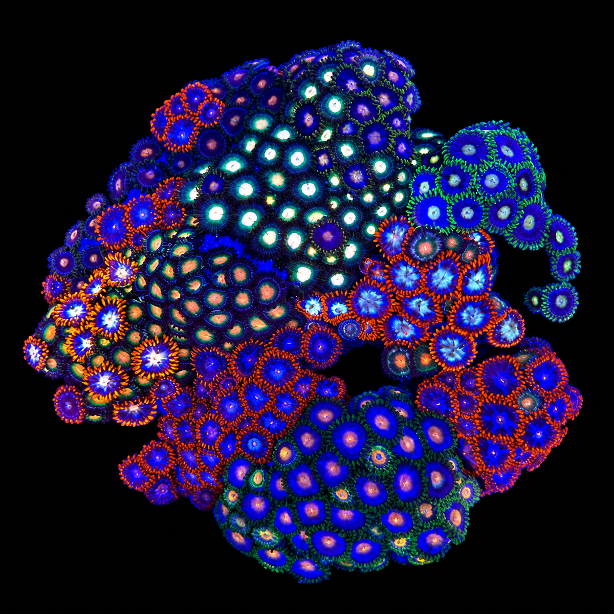 WYSIWYG Zoanthid Coral Garden
