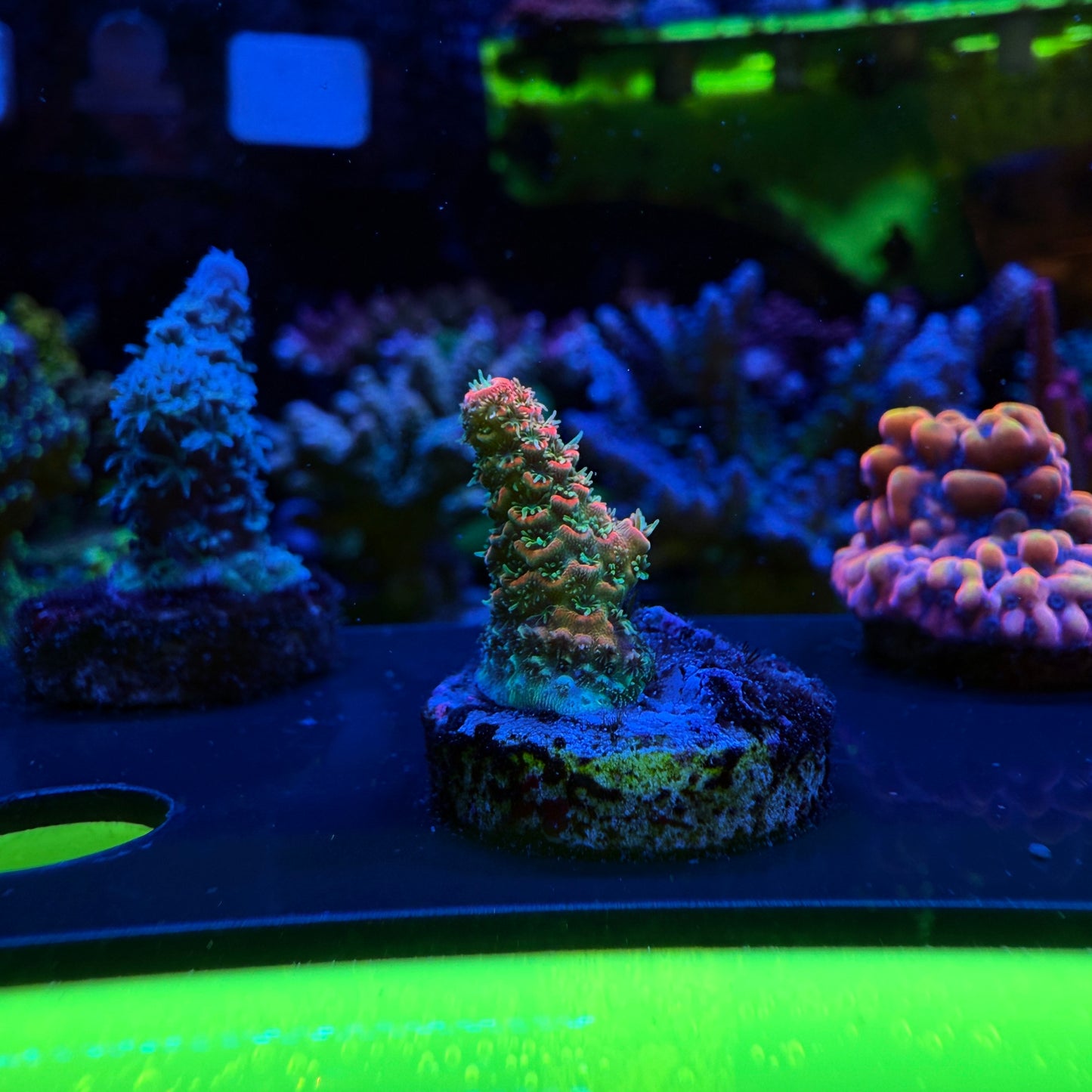 WYSIWYG ASD Rainbow Millepora