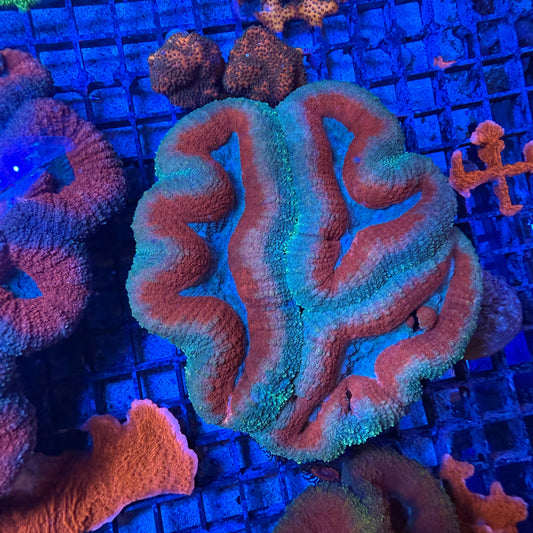 WYSIWYG Large Lobophyllia