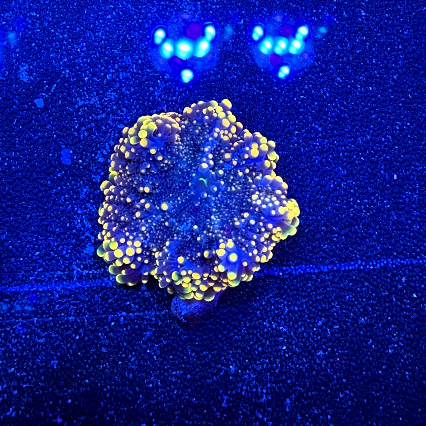 WYSIWYG Ultra Yuma Mushroom