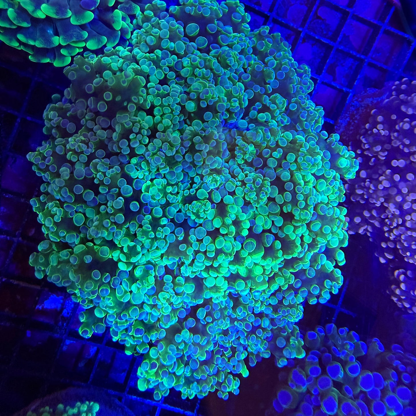 WYSIWYG Green/Purple Tip Frogspawn Coral