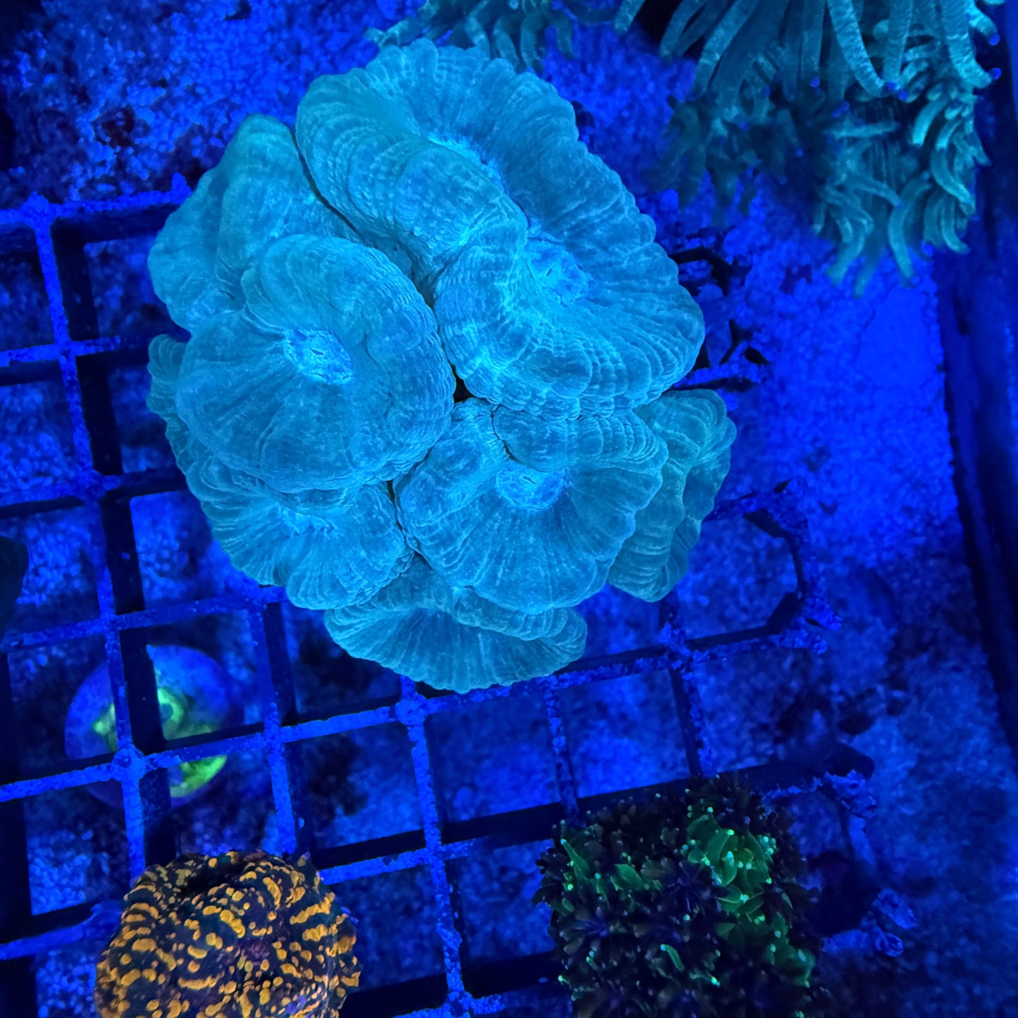 WYSIWYG Candy Cane Colony