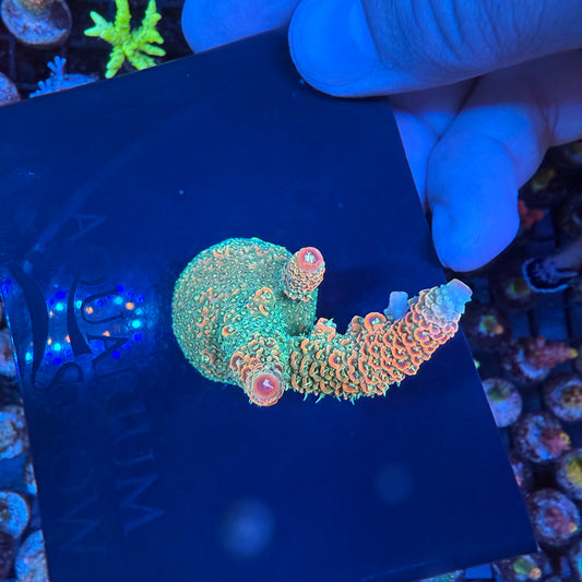 WYSIWYG Sunset Millepora Colony