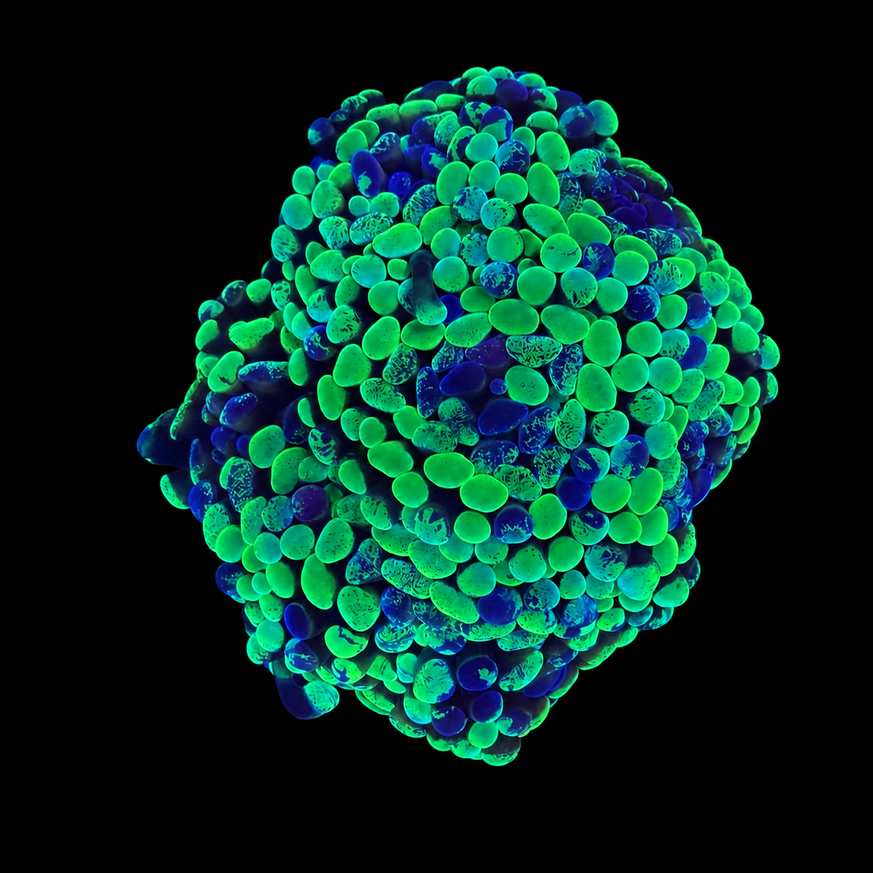 WYSIWYG Triple Threat Hammer Coral Colony