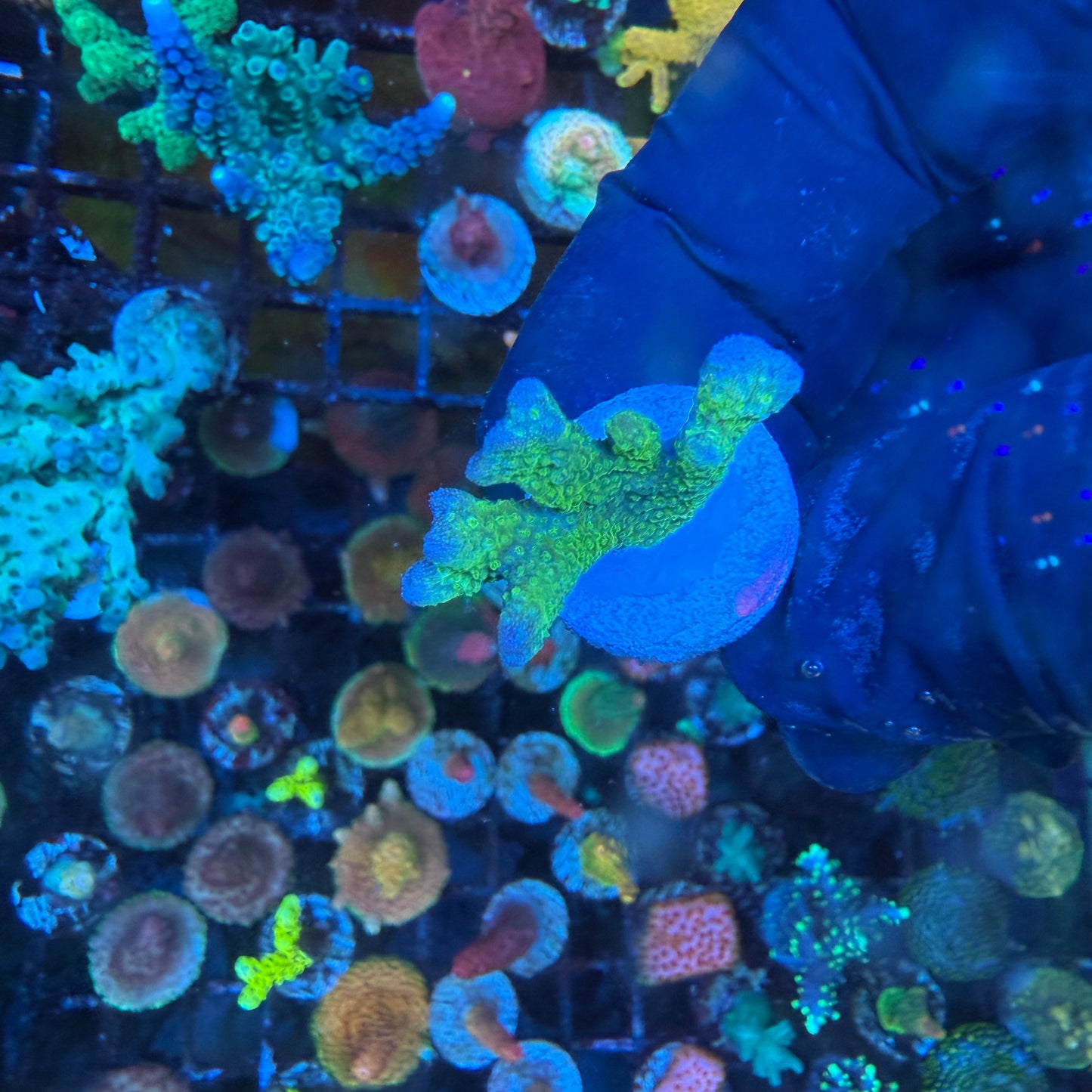 WYSIWYG Green Montipora Digitata