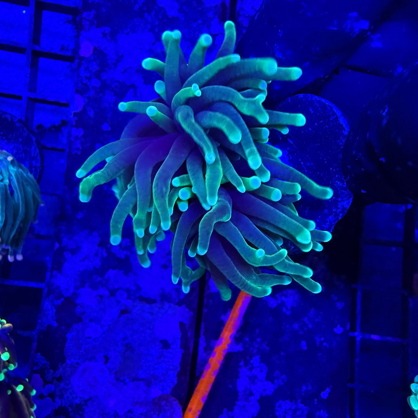 Green Soul Torch Coral