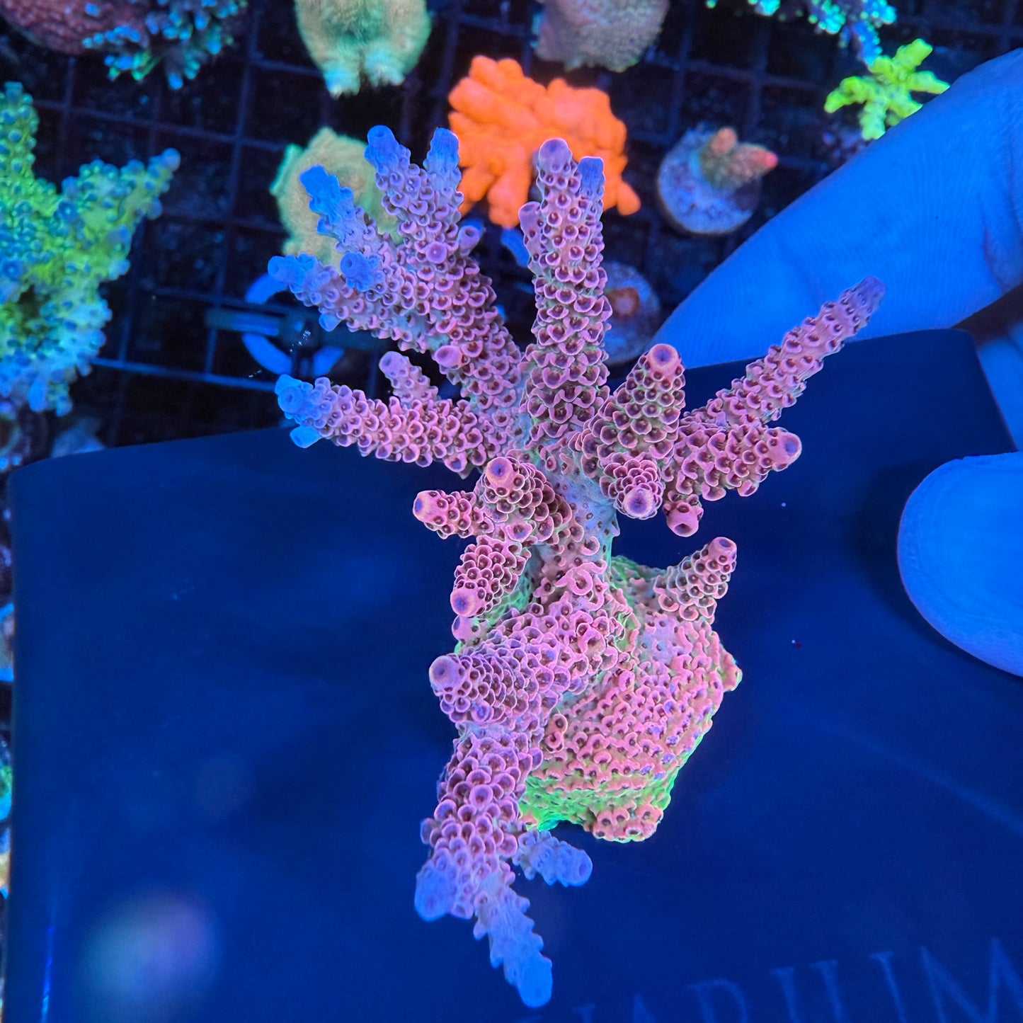 WYSIWYG AS Rainbow Millepora Colony
