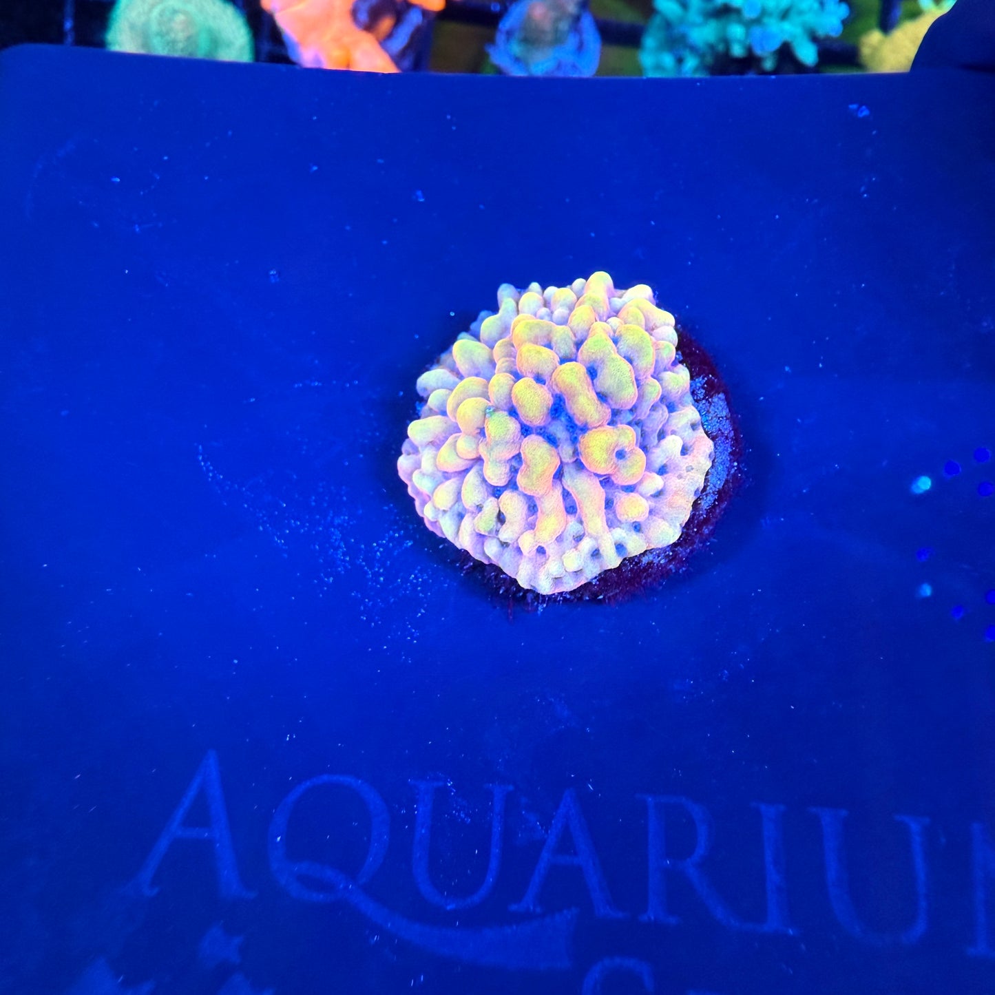 WYSIWYG TSA The Beast Montipora