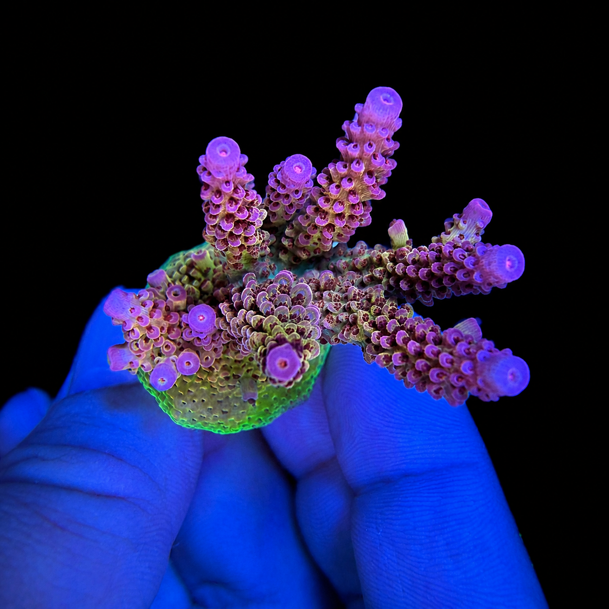 WYSIWYG PC Rainbow Coral Colony