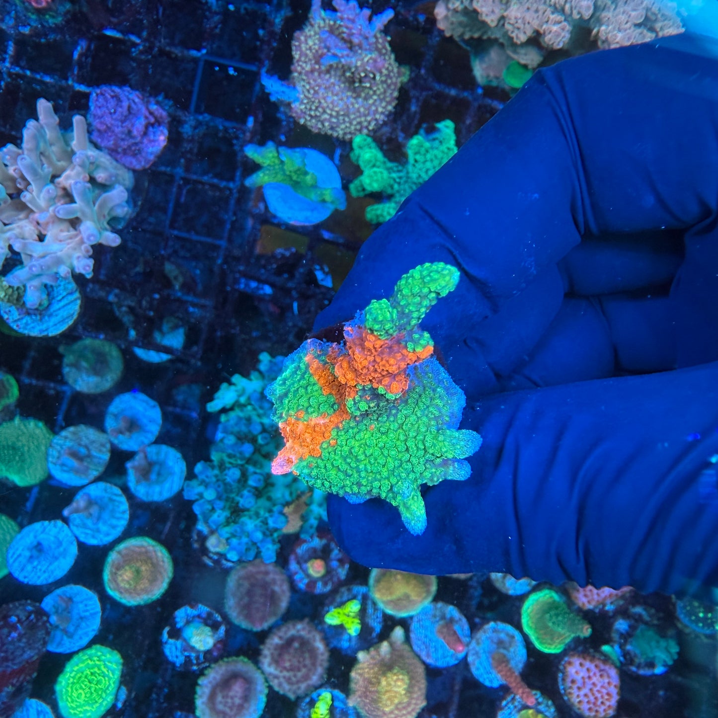 WYSIWYG WWC Contraband Montipora