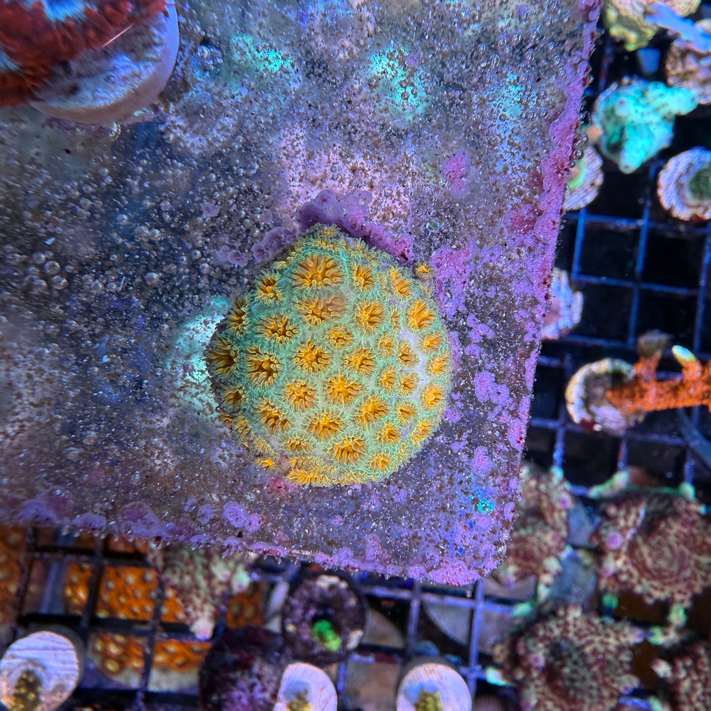 WYSIWYG John Deere Leptastrea Coral Frag