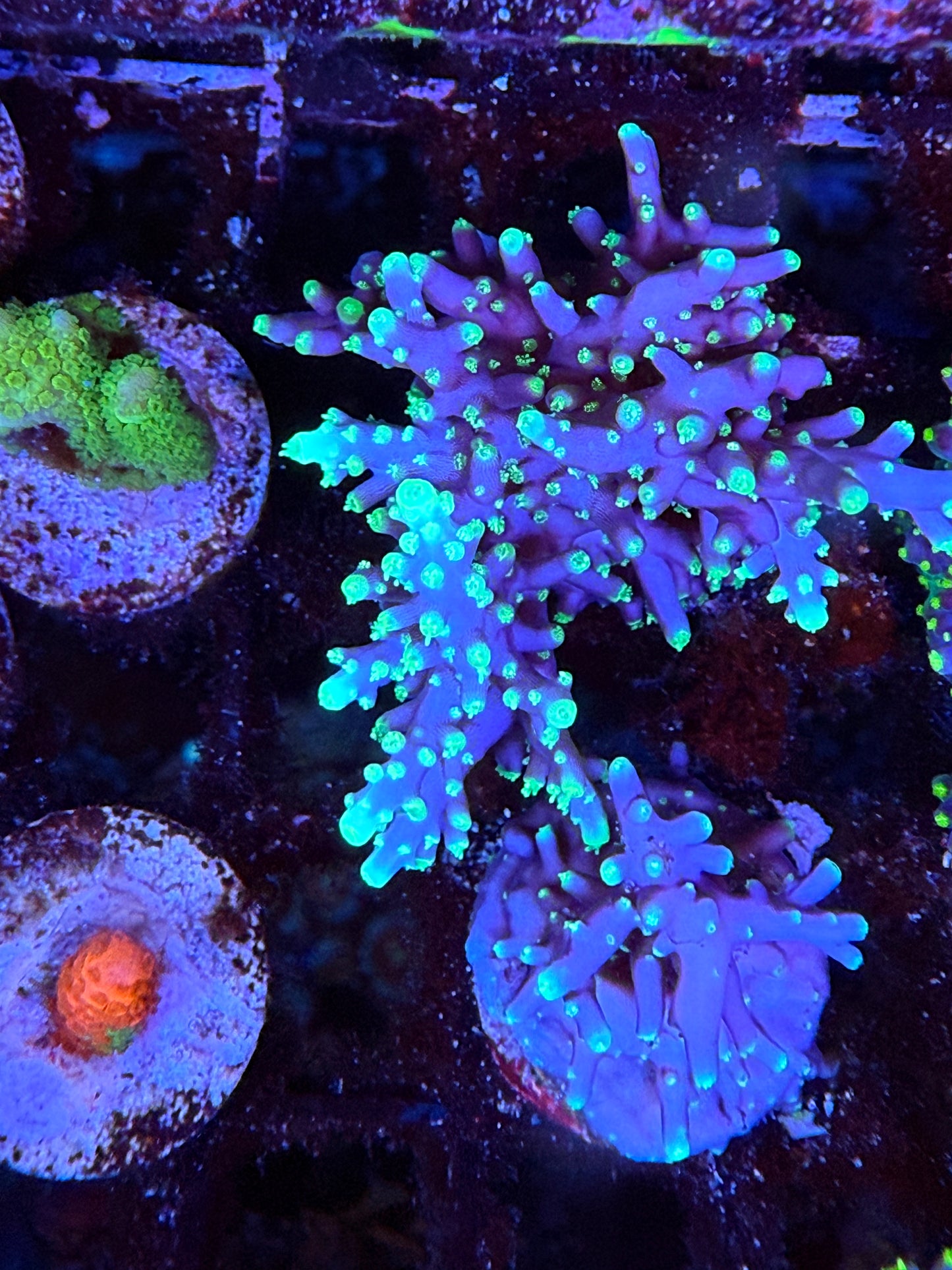 Pacman Dragon Acropora Coral