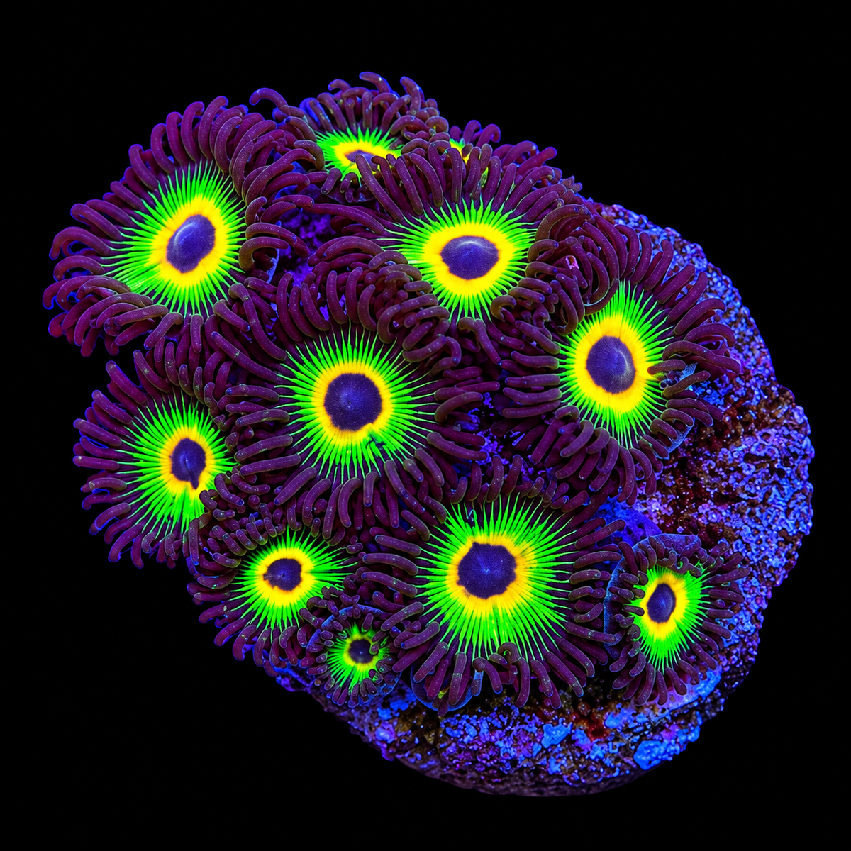 Bob Marley Zoanthids Coral