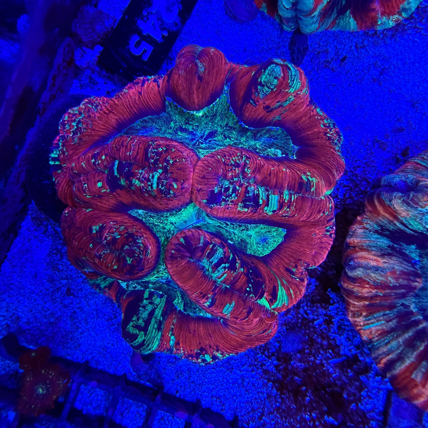 WYSIWYG Wellsophyllia Coral