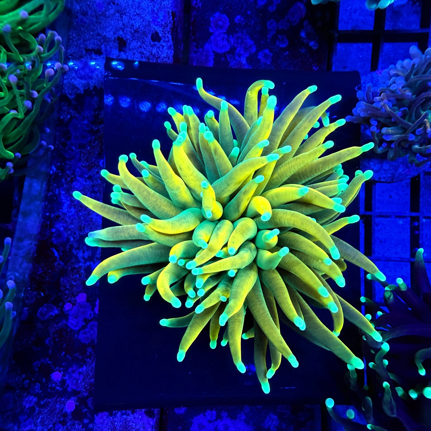 WYSIWYG Banana Torch