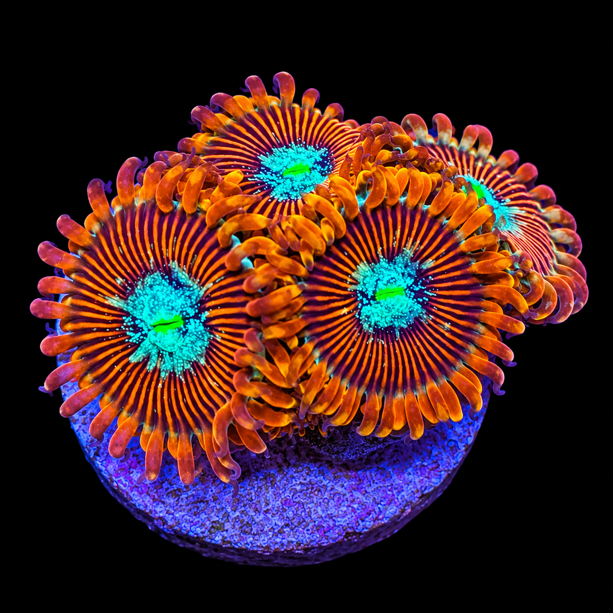 Magicians Zoanthids Coral
