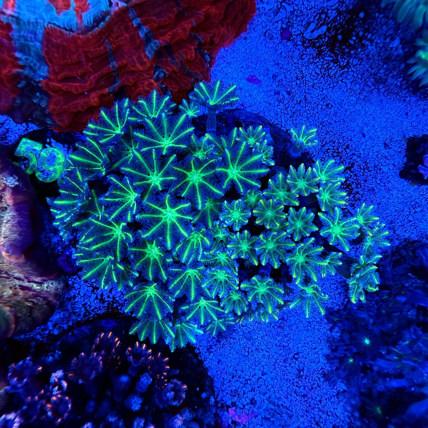 WYSIWYG Neon Green Clove Polyp Colony