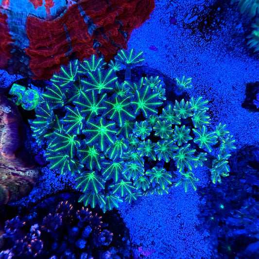 WYSIWYG Neon Green Clove Polyp Colony