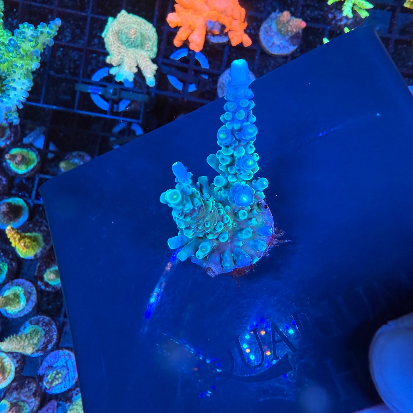 WYSIWYG OG Oregon Tort Colony