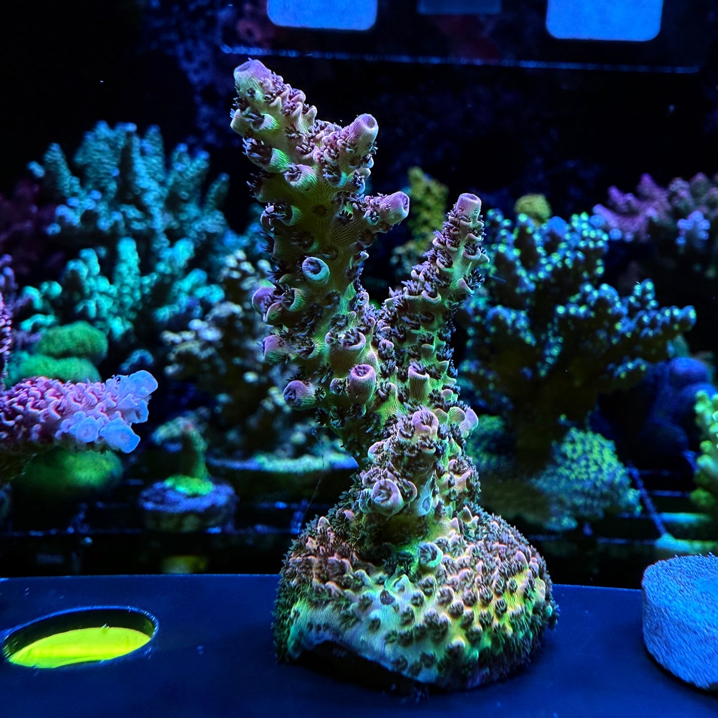 WYSIWYG AS Rainbow Millepora