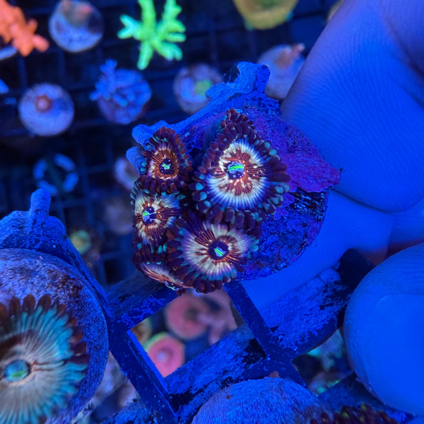 WYSIWYG White Zombie Zoa