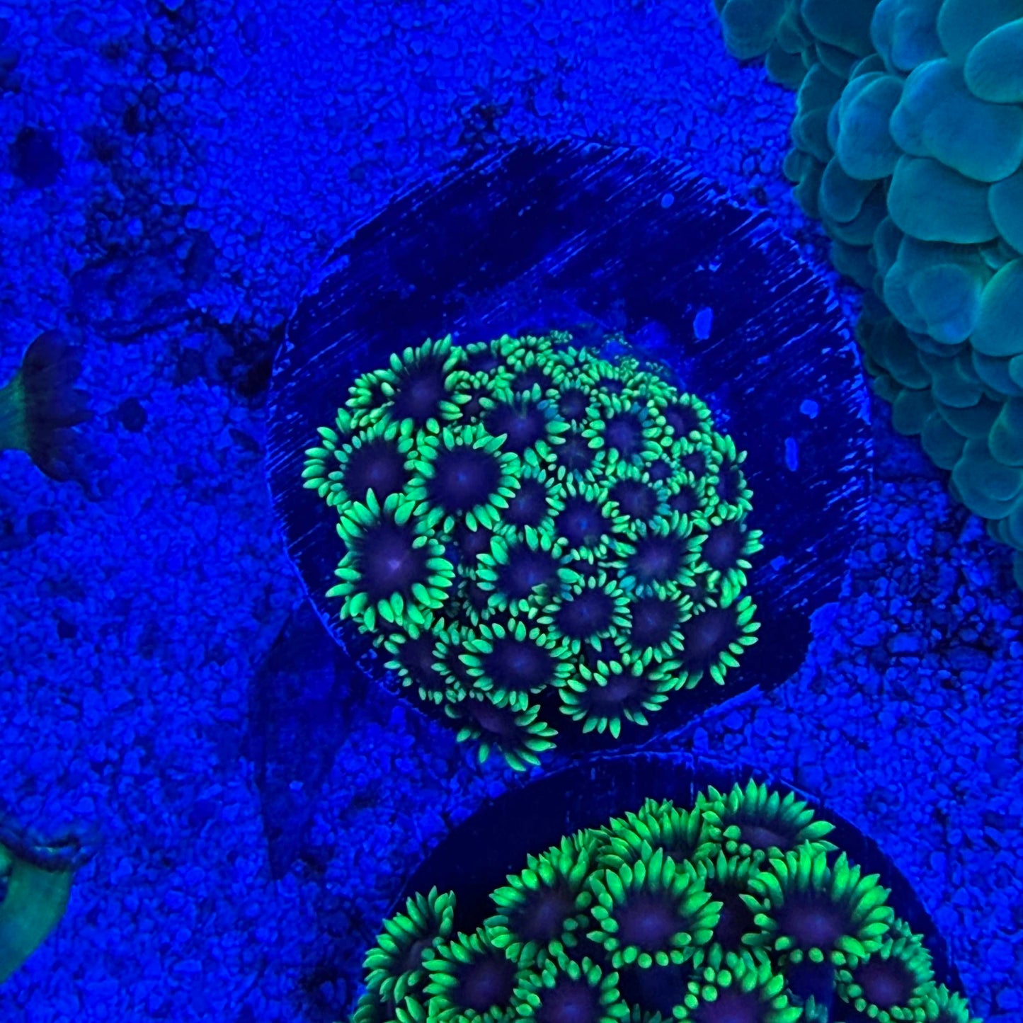 WYSIWYG Ultra Goniopora Coral