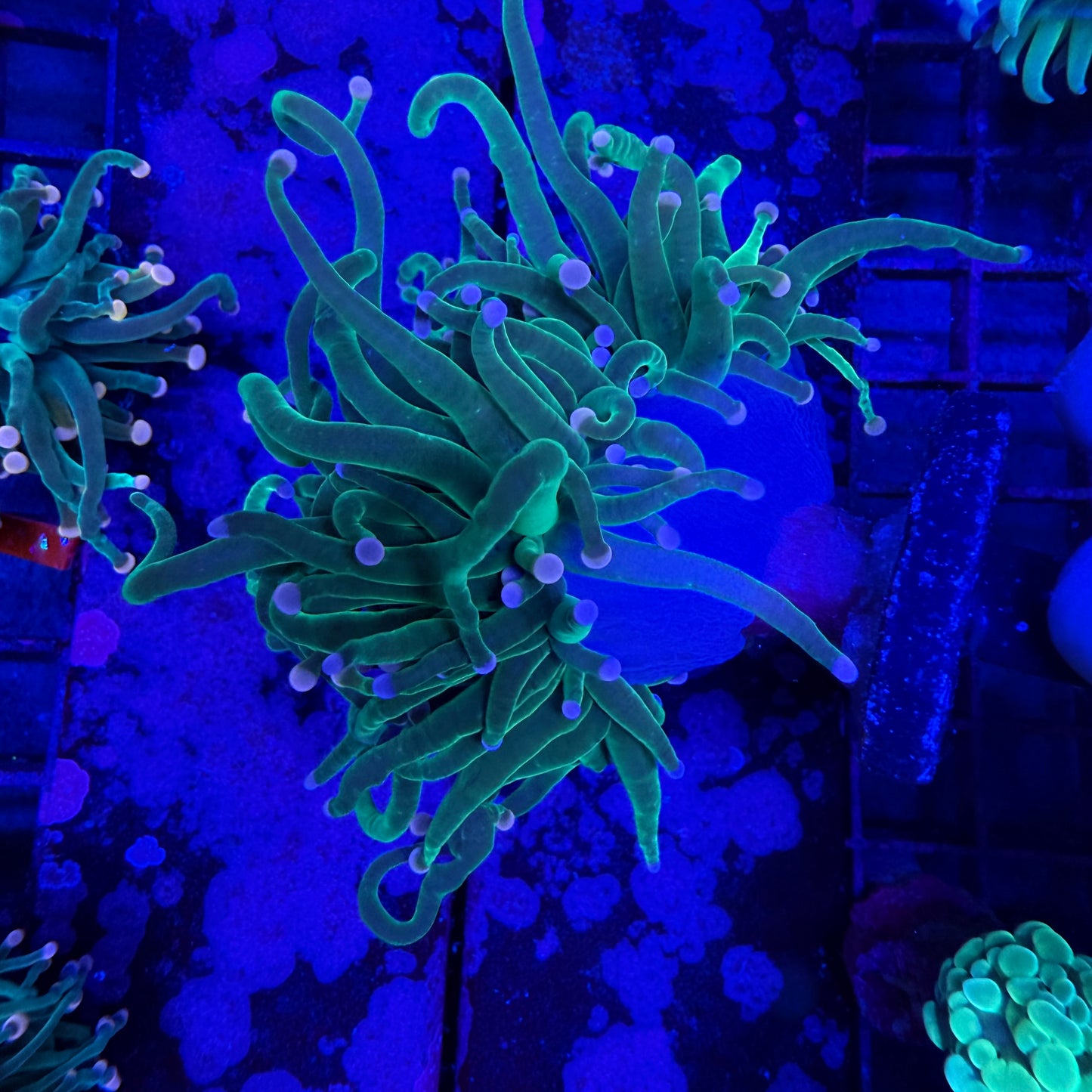 WYSIWYG Cotton Candy Torch