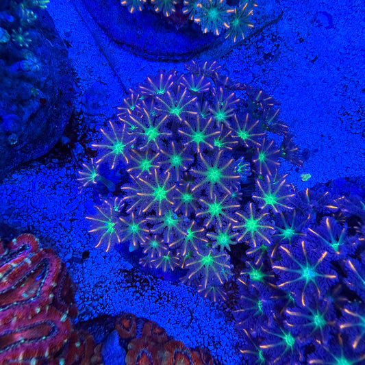 WYSIWYG Fireworks Clove Polyp Colony