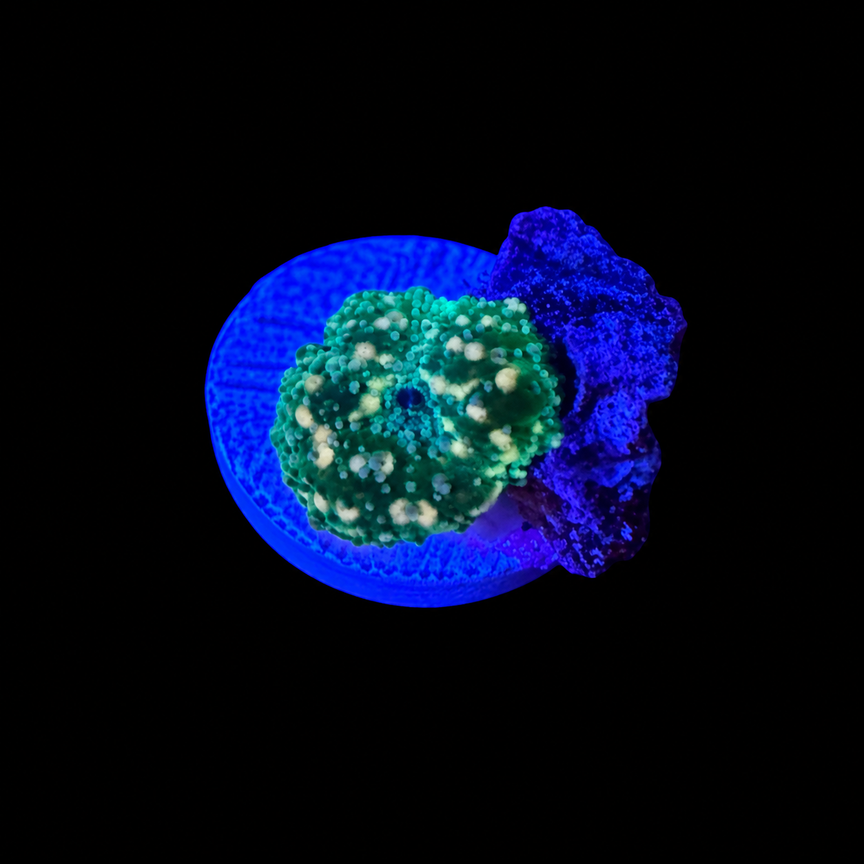WYSIWYG High End Mushroom Coral