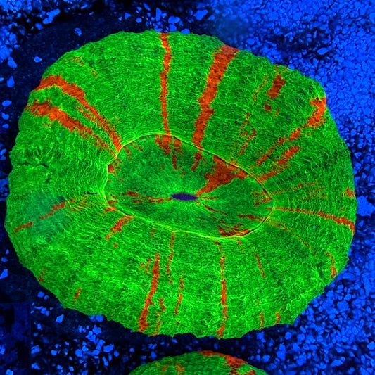 WYSIWYG Bleeding Apple Scolly