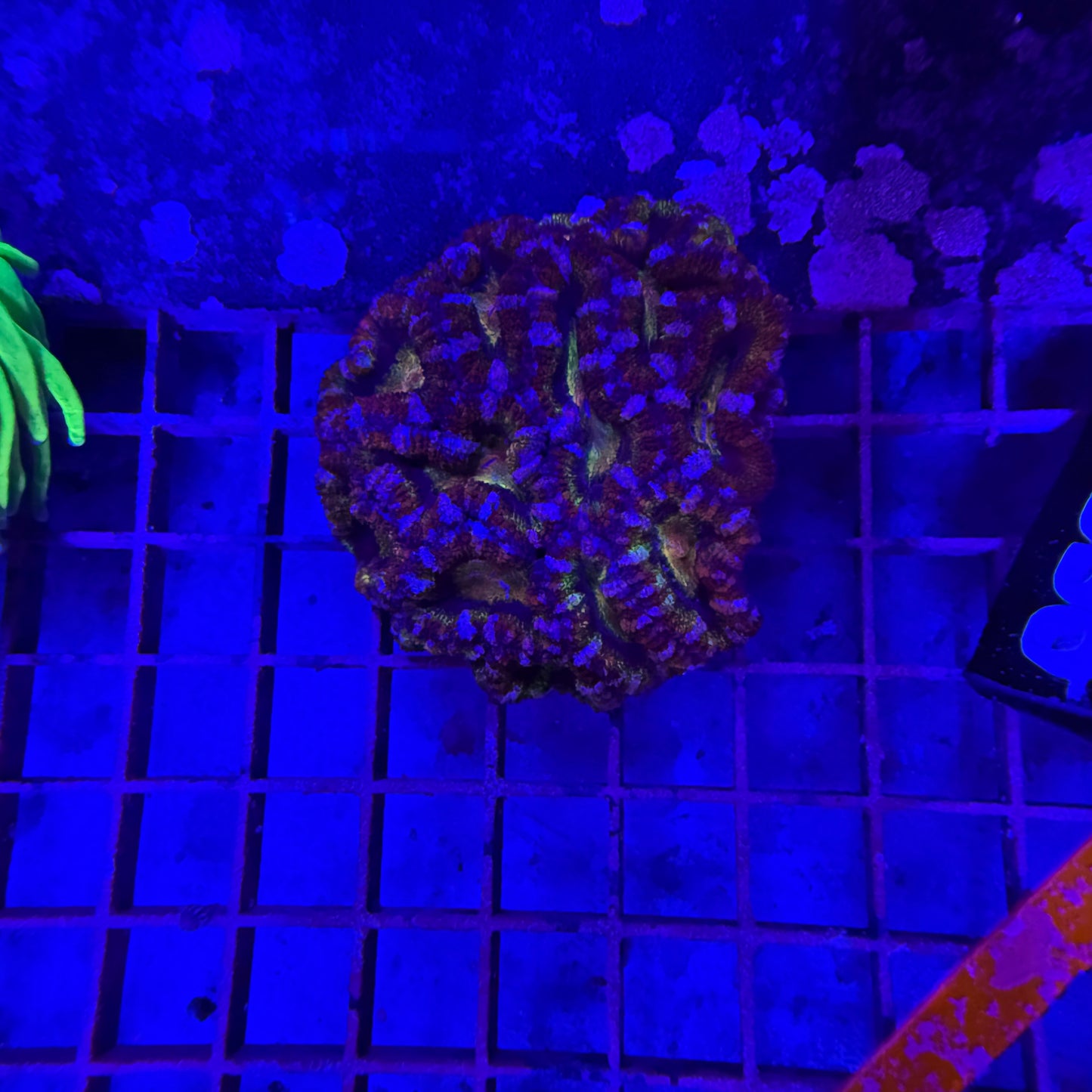 WYSIWYG Master Acan Coral Colony
