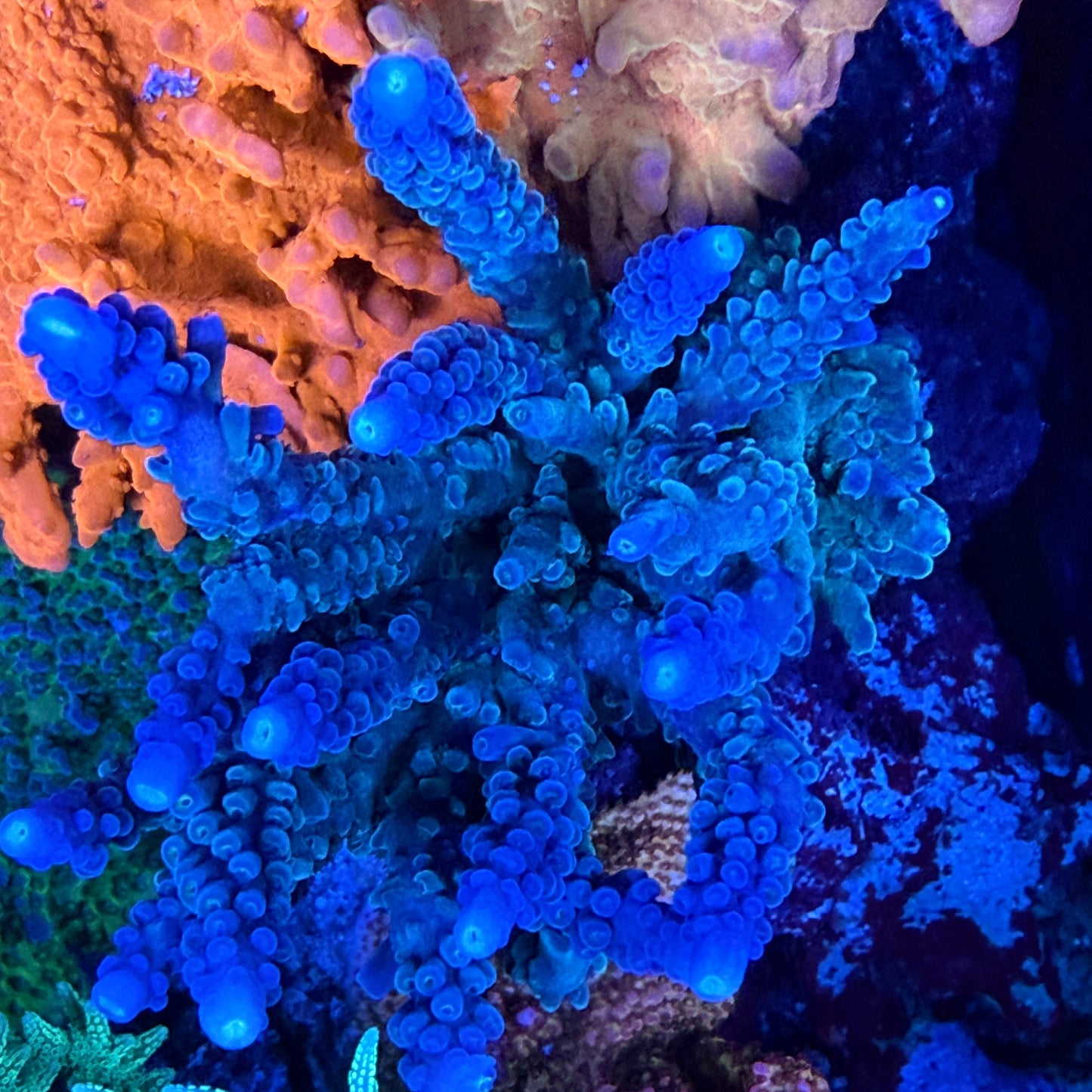 OG Oregon Tort Acropora