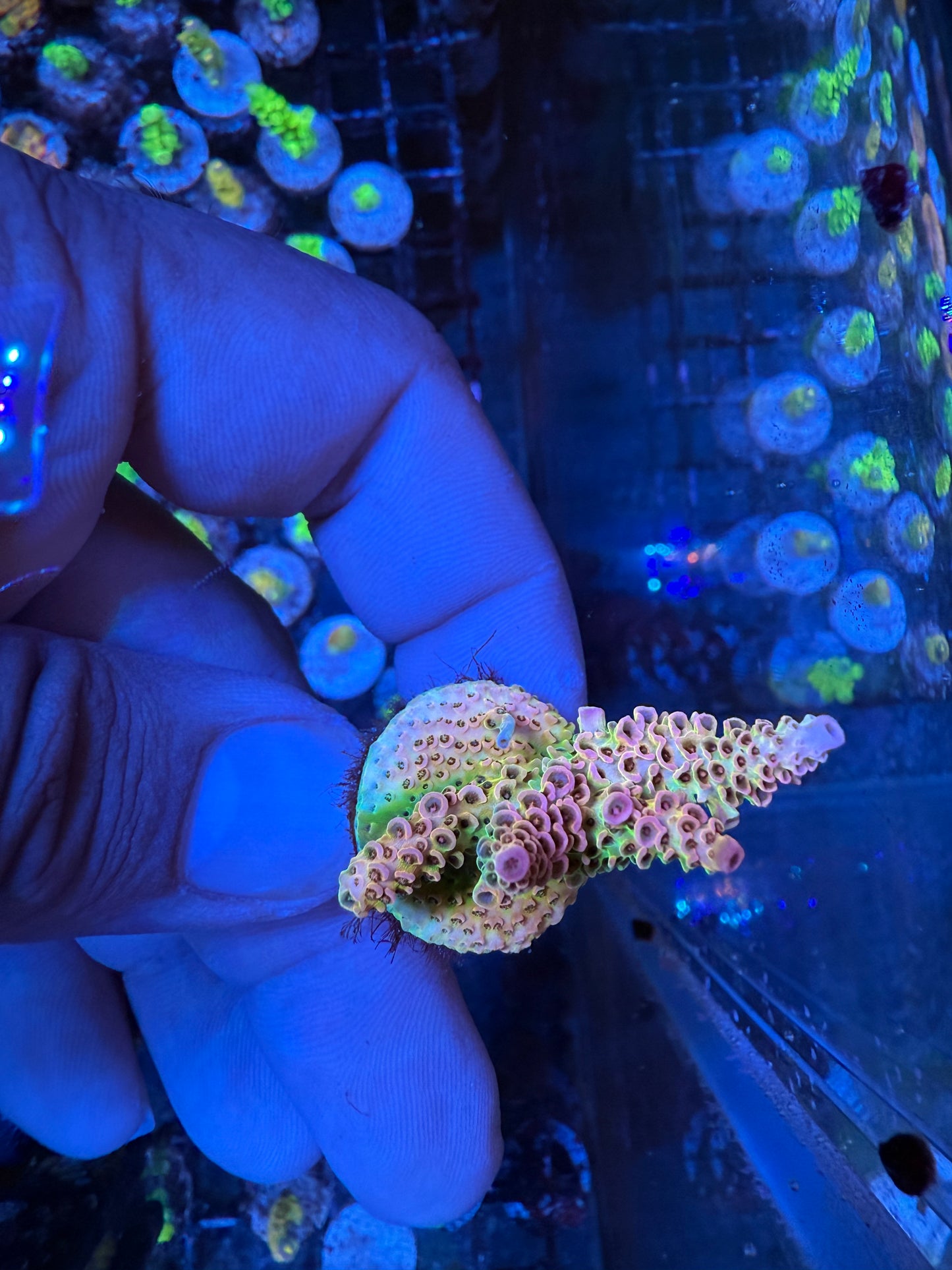 AS Rainbow Millepora Acropora