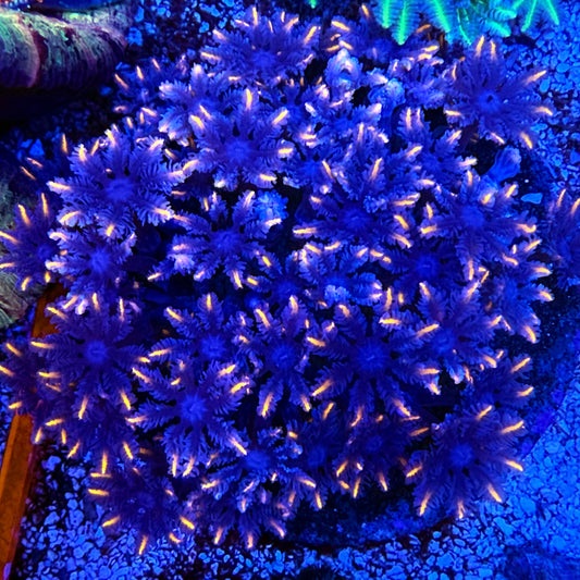 WYSIWYG Candy Corn Clove Polyp Colony