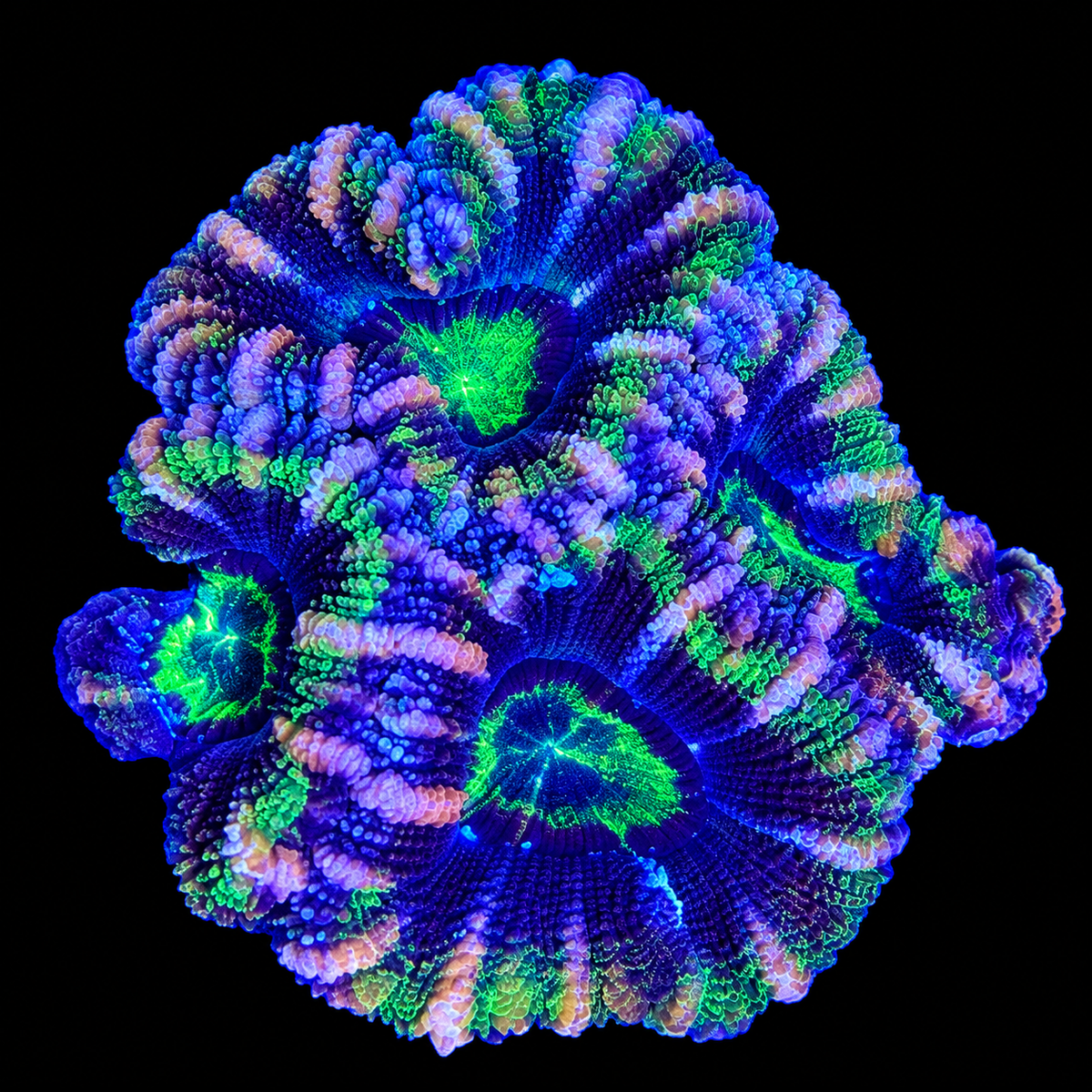 WYSIWYG High Grade Acan Coral